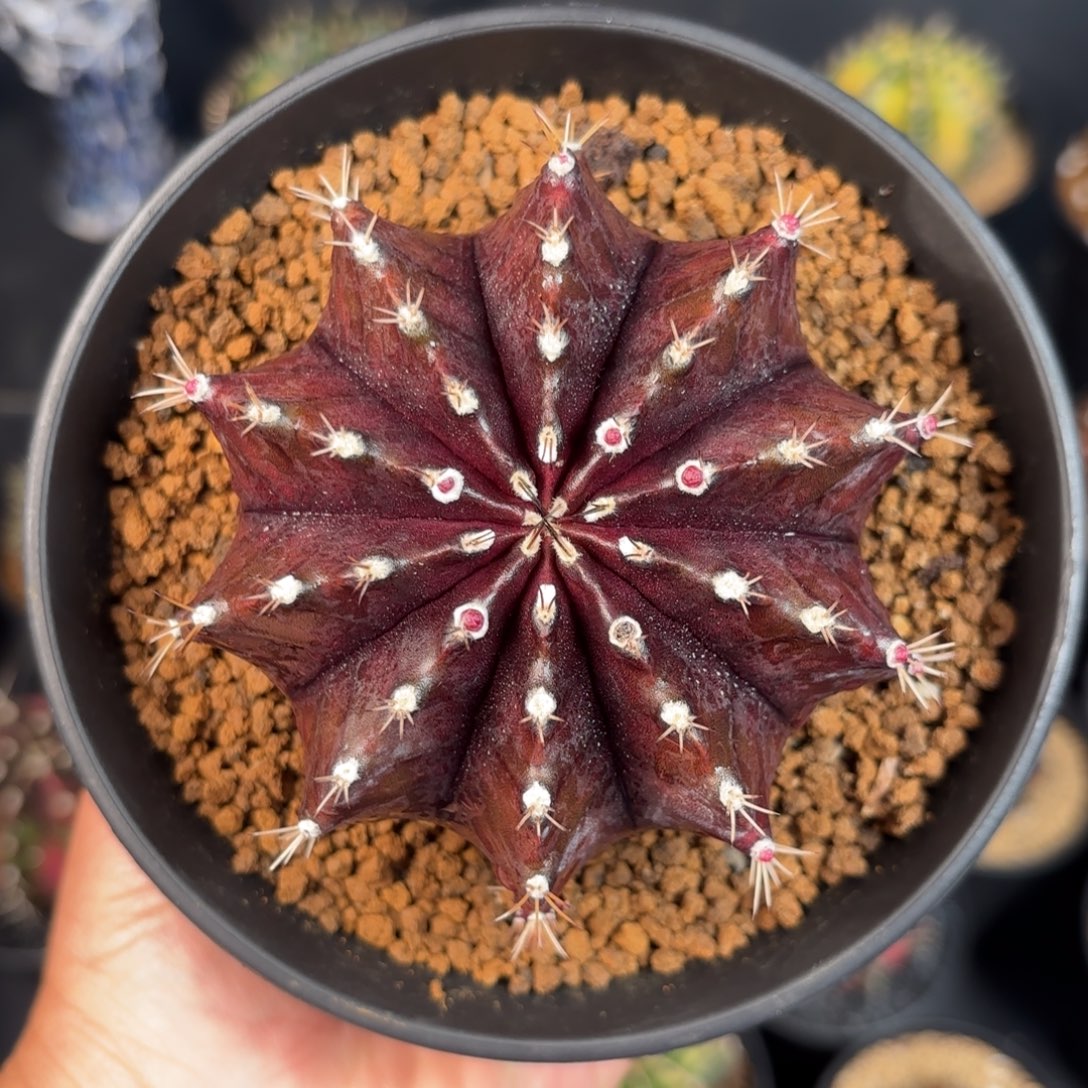 泰系米哈仙人球母本525