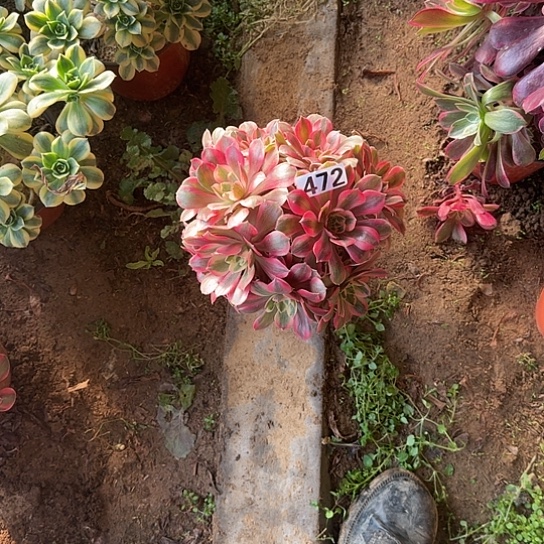 无花朵女妖472号不包断枝