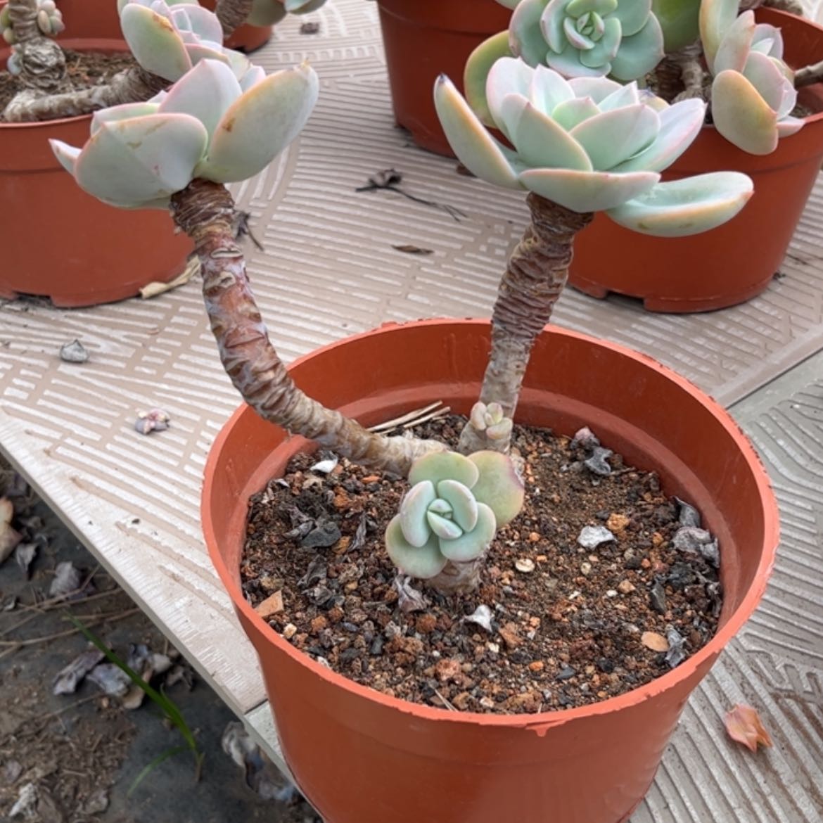 【闪购商品】无花朵慧*梁