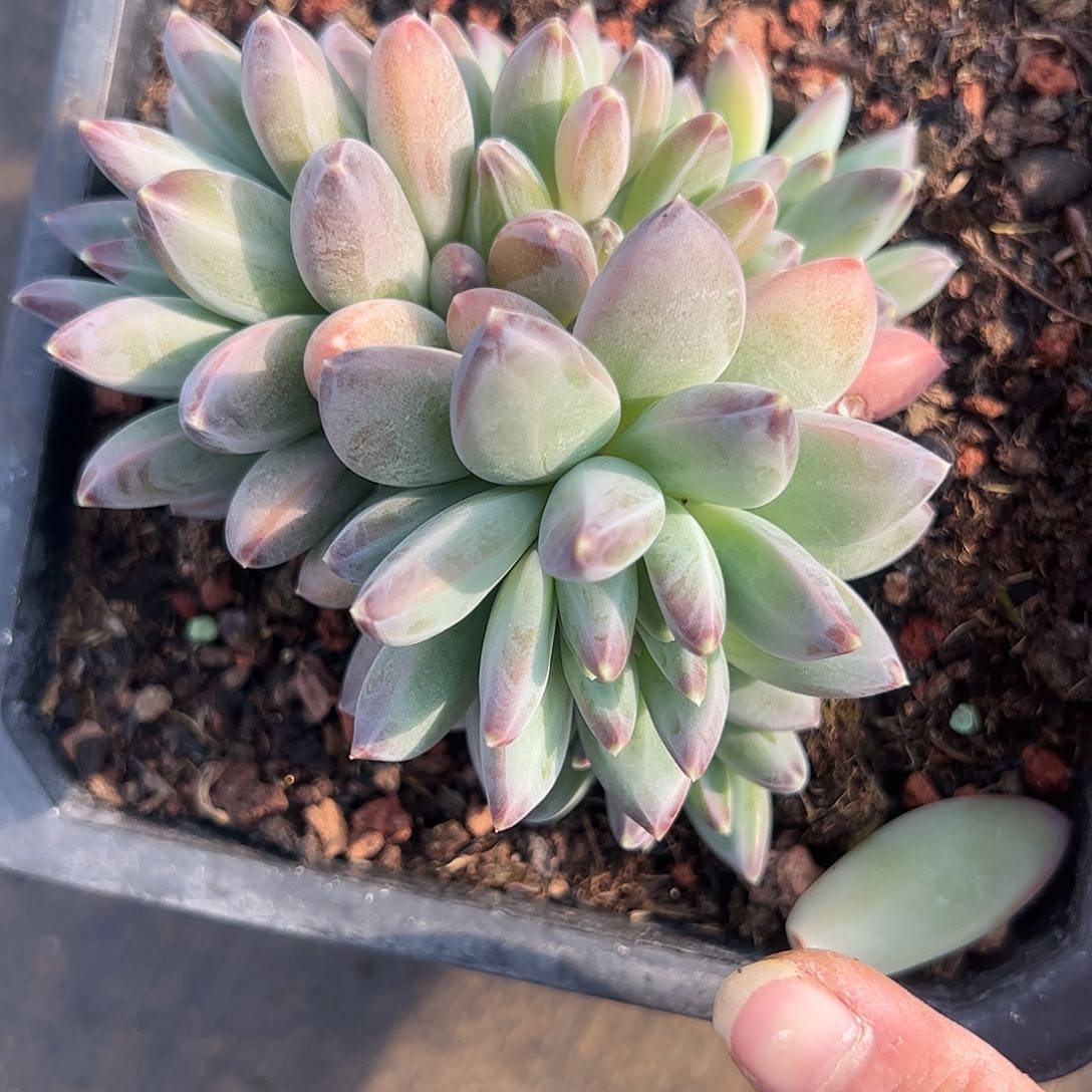 【闪购商品】美人杂交多肉植物