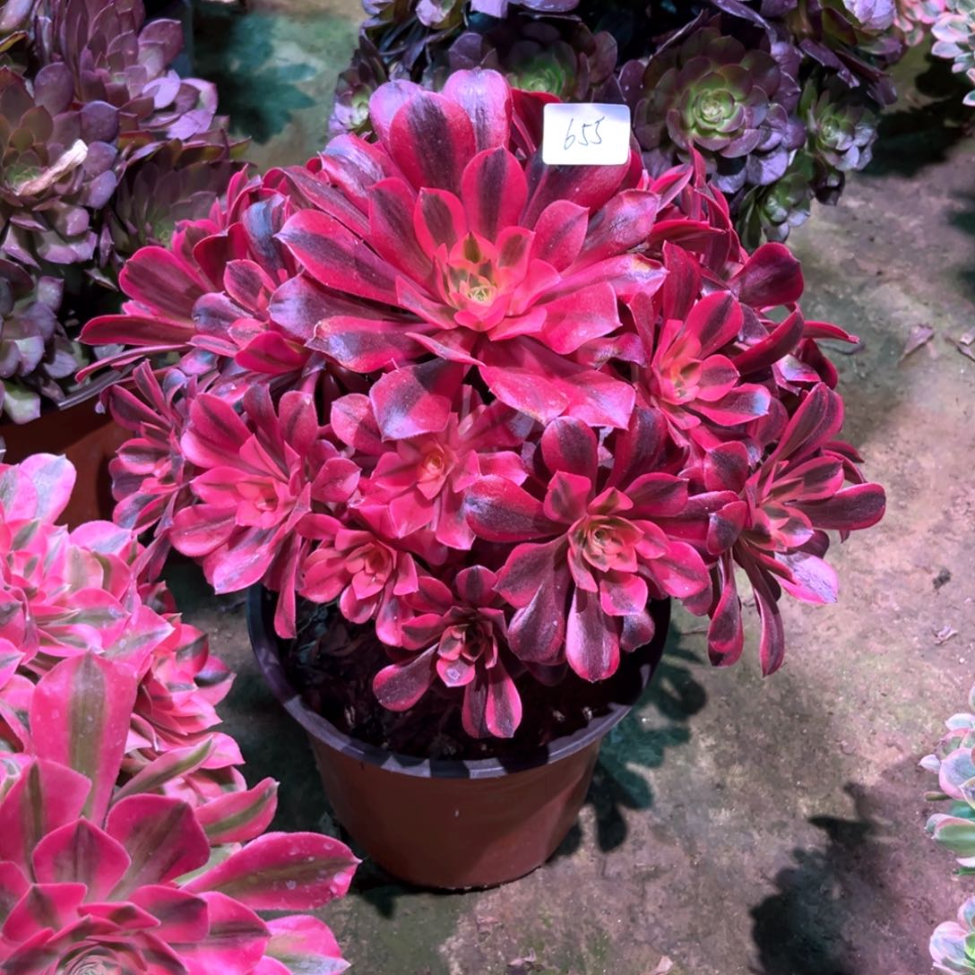 多肉植物美杜莎655