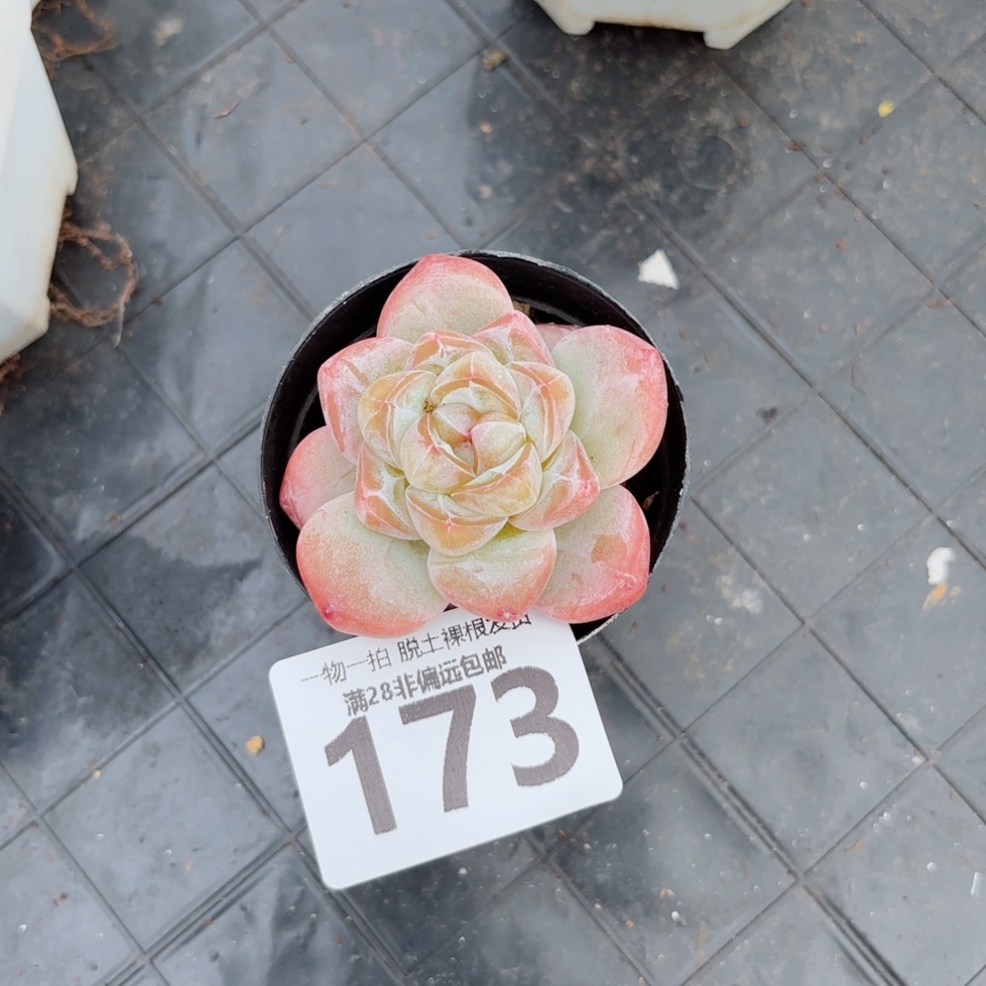 粉钻单头无盆土发货