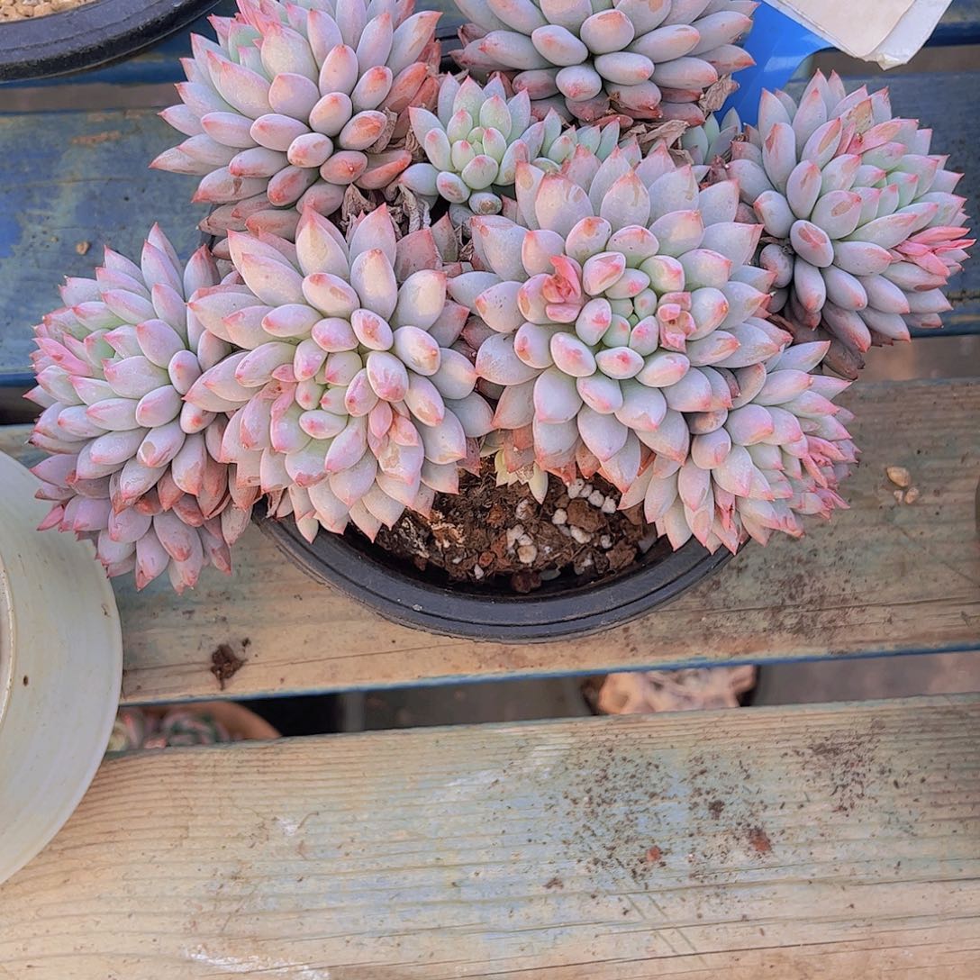 *****所罗门SP号一颗一物一拍