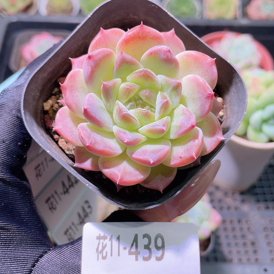 花利美11-439秘境冰魄