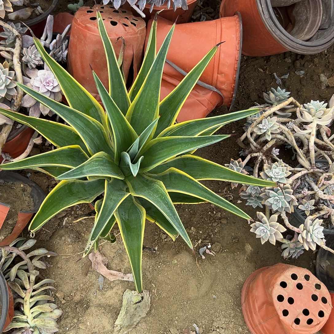多肉植物大颗龙舌兰