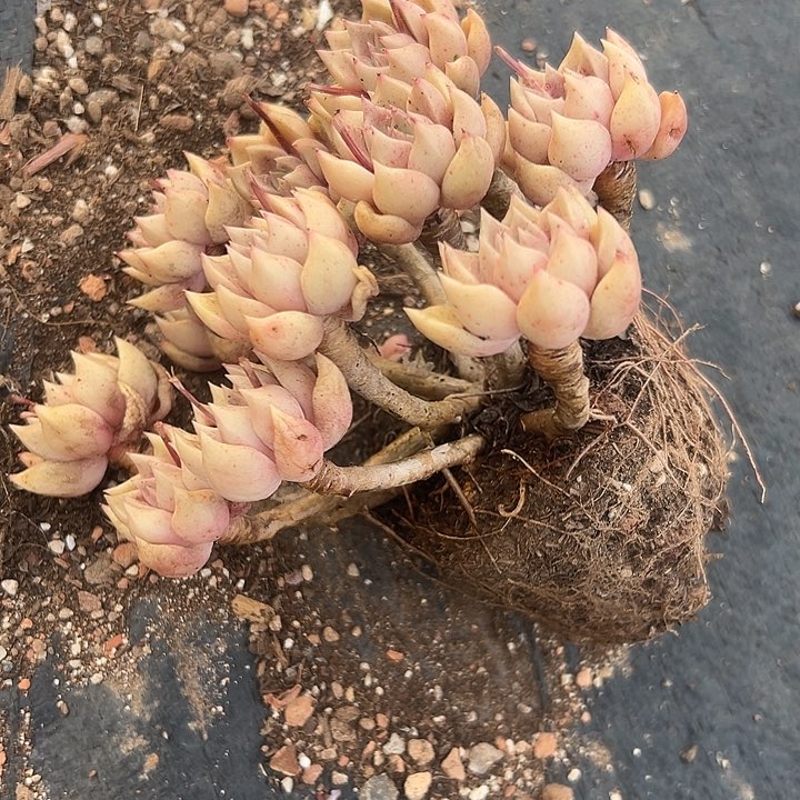 象牙璀璨一物一拍。         