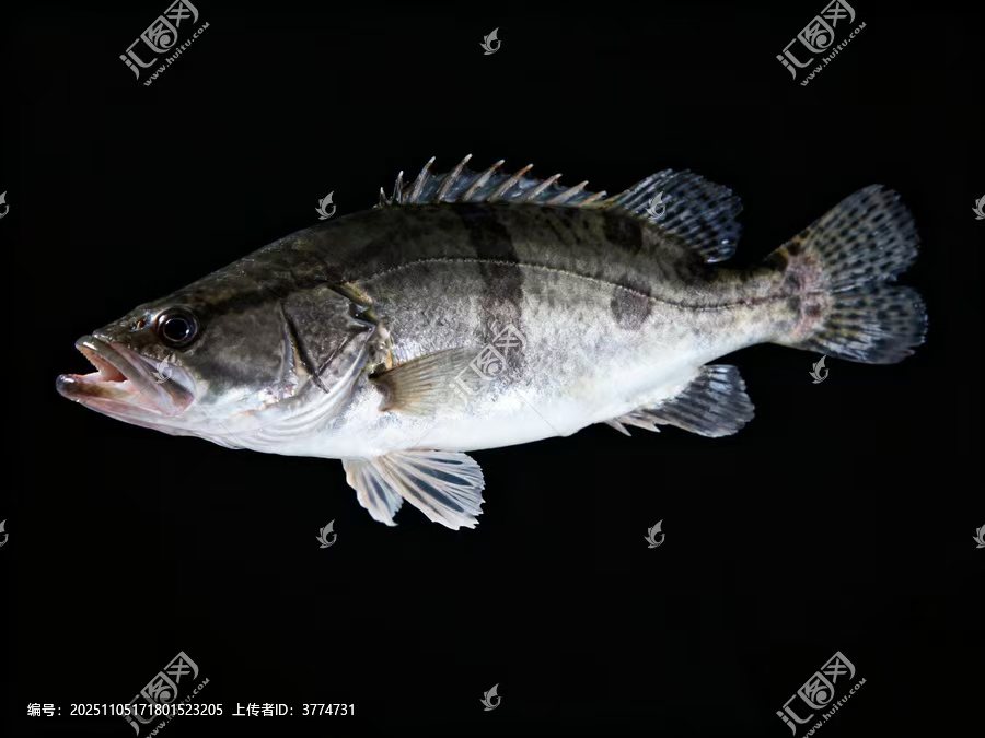 微山湖特产淡水鳜鱼桂鱼鲜美顺丰包邮三条《小老弟》