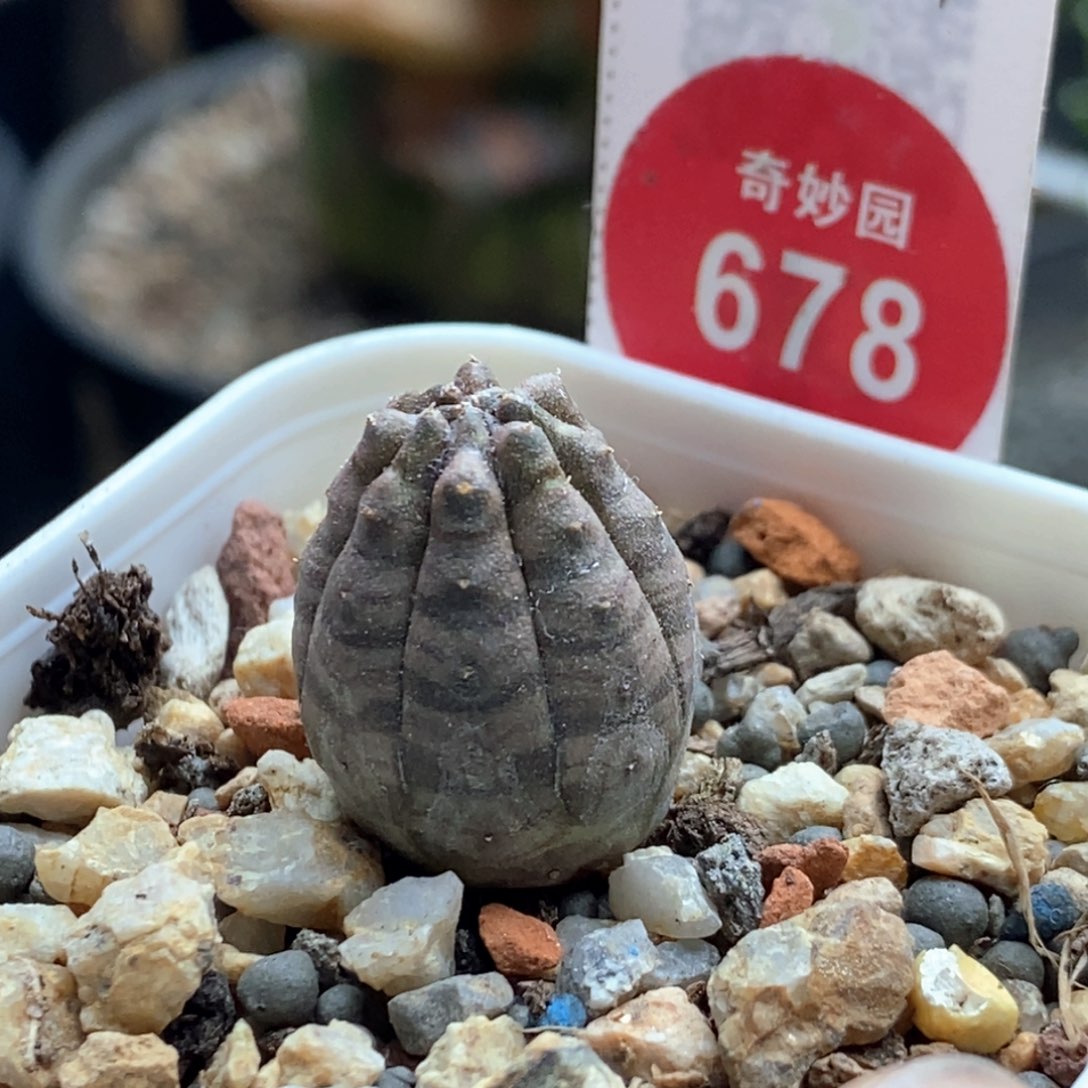 实生欧系布纹球杂交1.6cm