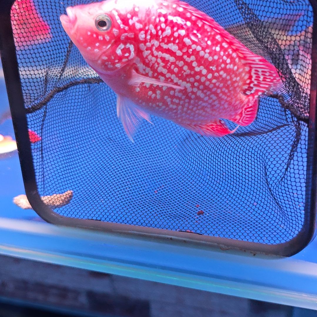 海水鱼淡水热带鱼罗汉鱼大苗