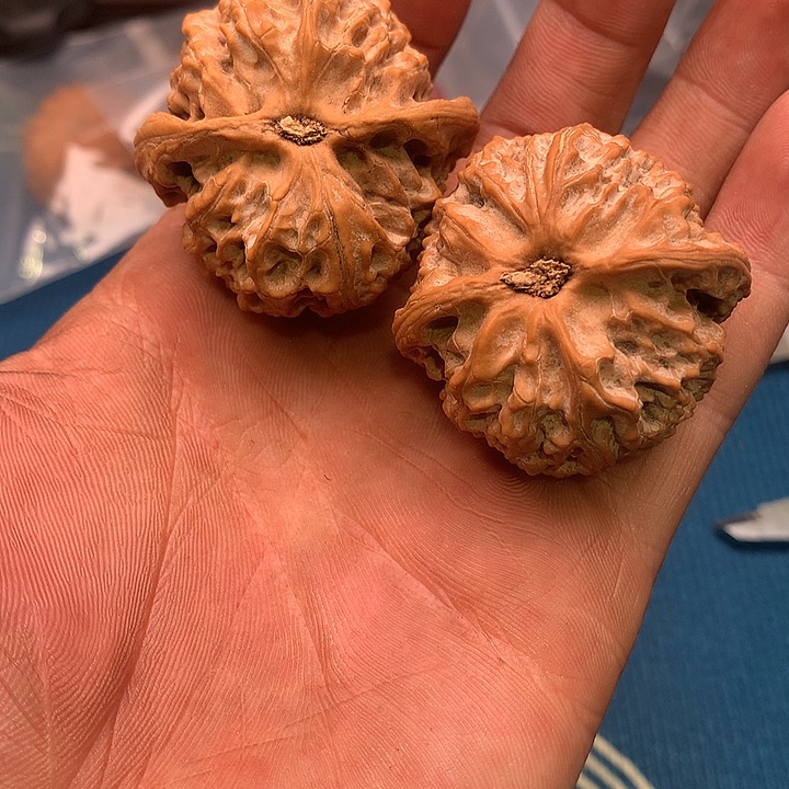 木*木苹果园文玩儿核桃手把件
