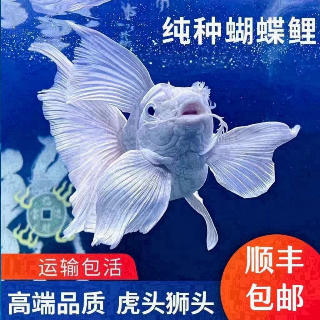 AA纯种蝴蝶鲤石膏白短身发鳍发尾好养耐活16-20公分
