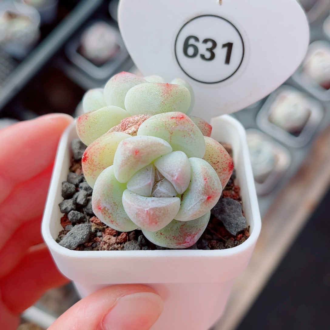 631号小老桩冰玉双头