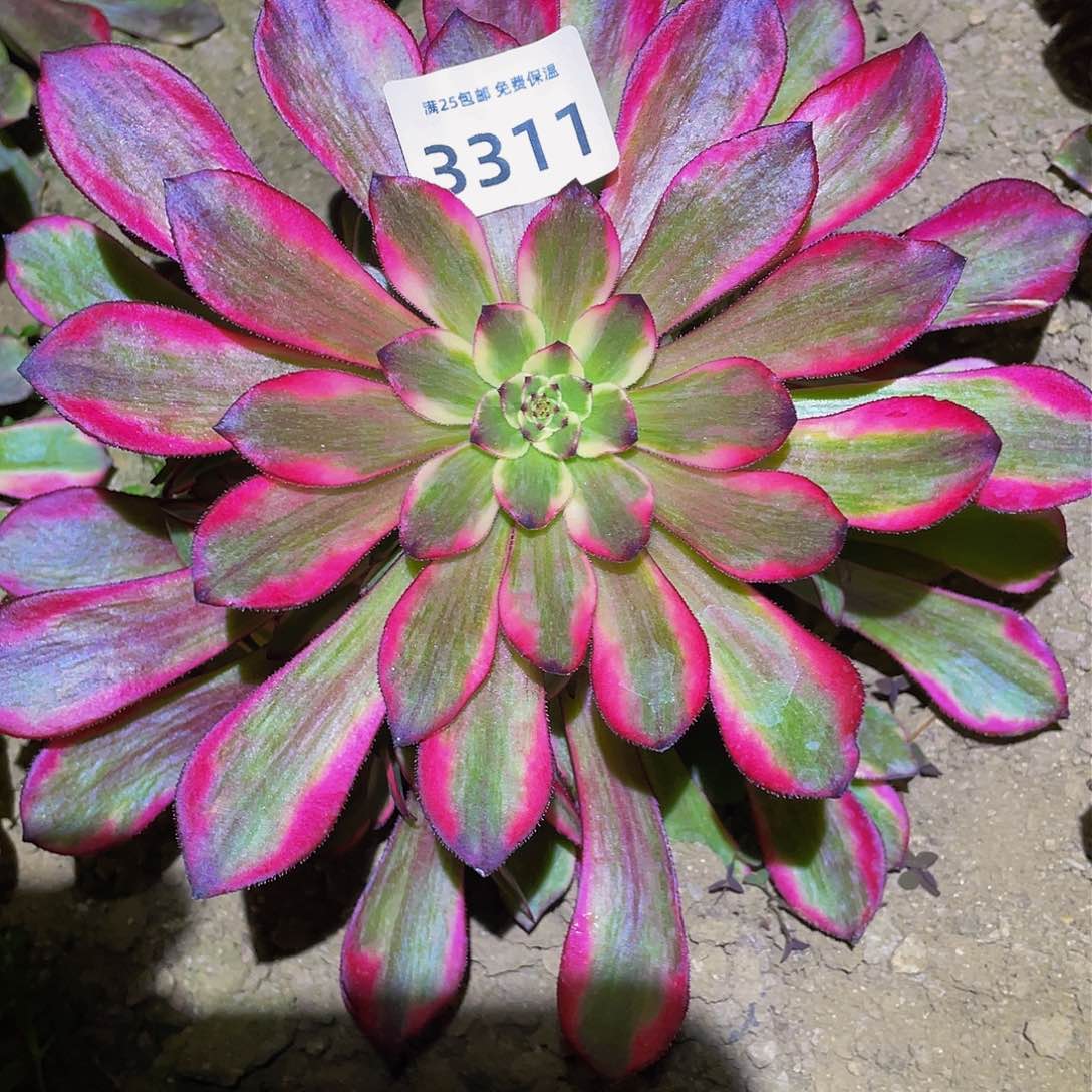 3311烟花多肉植物