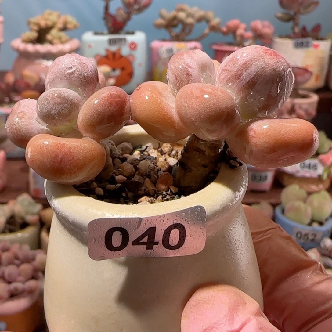 双头蛋黄奶 盆口4cm