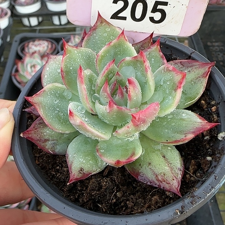 205 惊鸿仙子多肉植物6-9cm