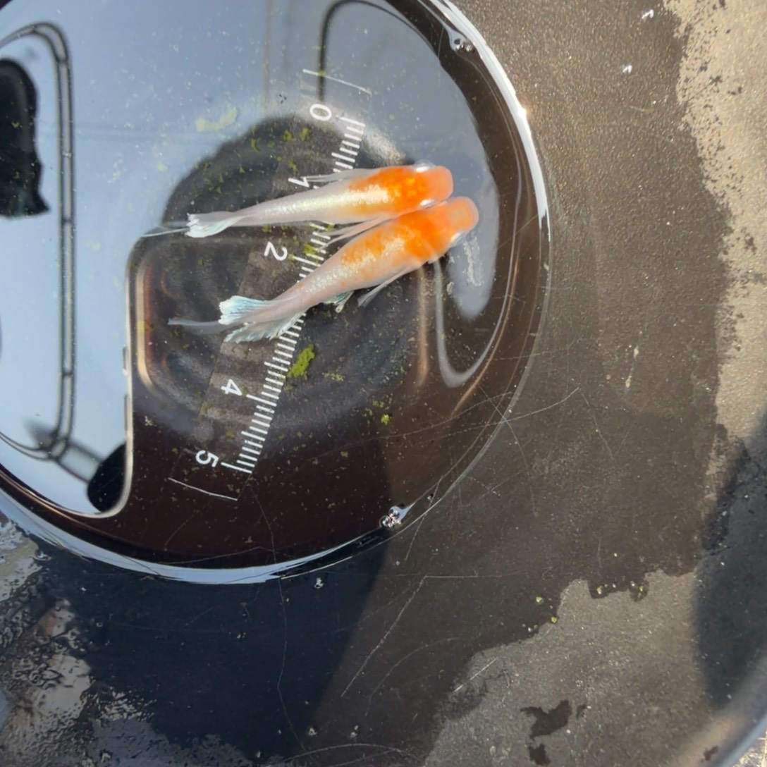 青鳉鱼观背青鳉06