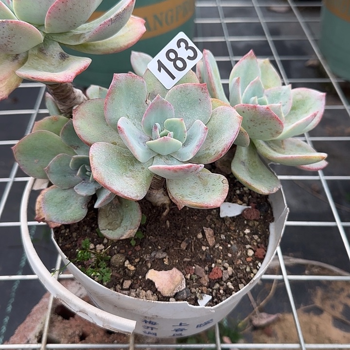 掉****?183白凤脱土发货不退不换