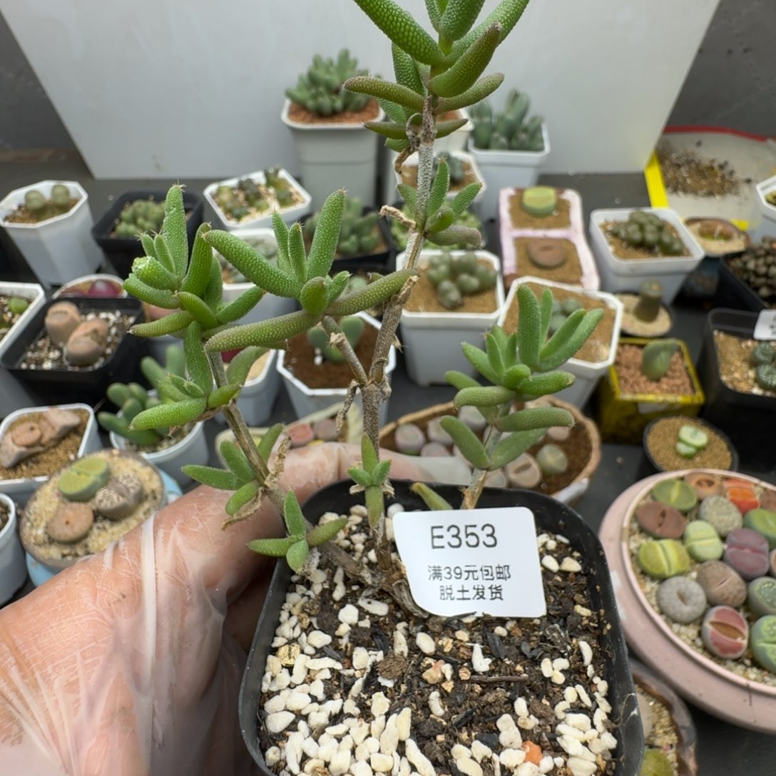 353多肉哈哈哈哈哈哈哈哈哈哈