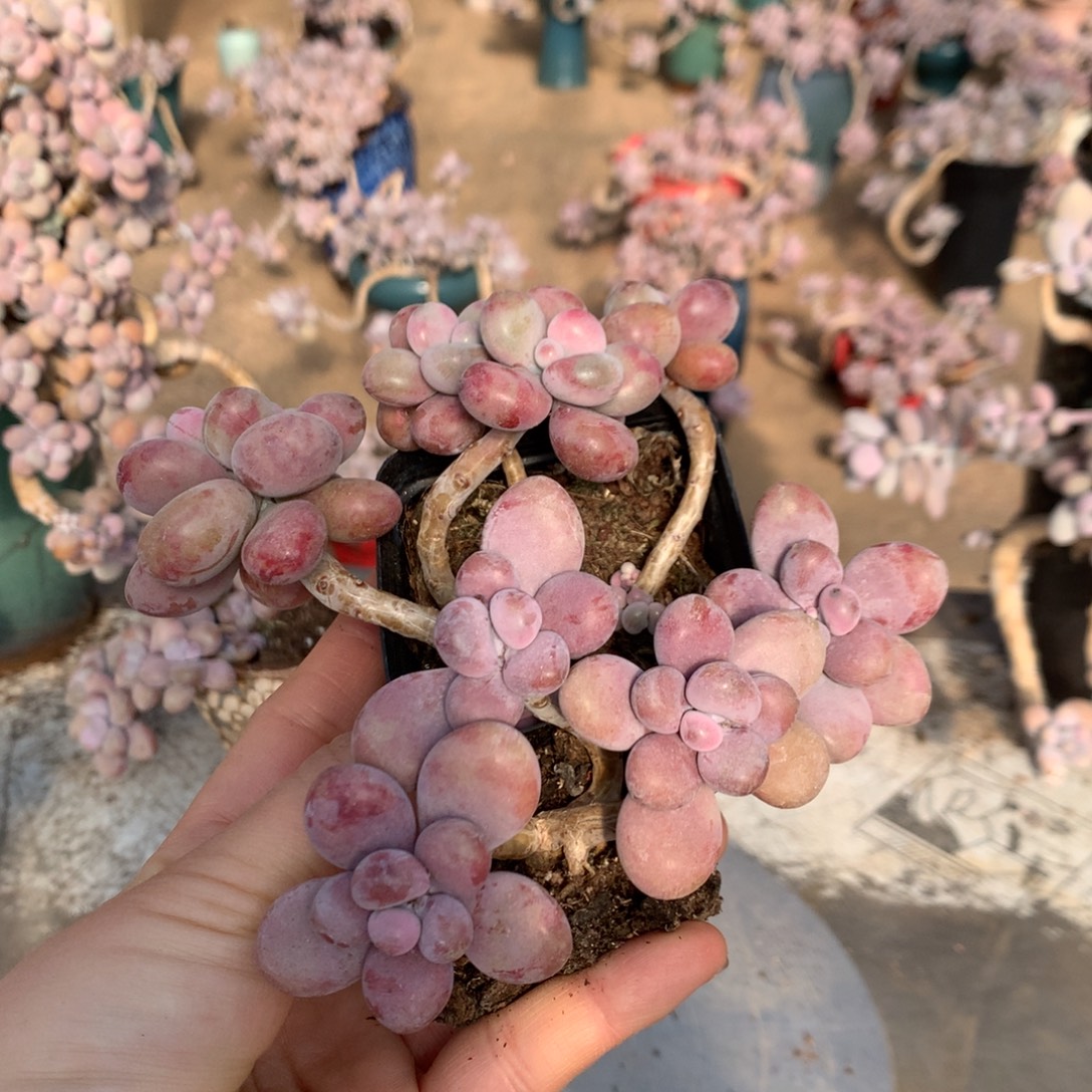 桃蛋老桩不带盆3号