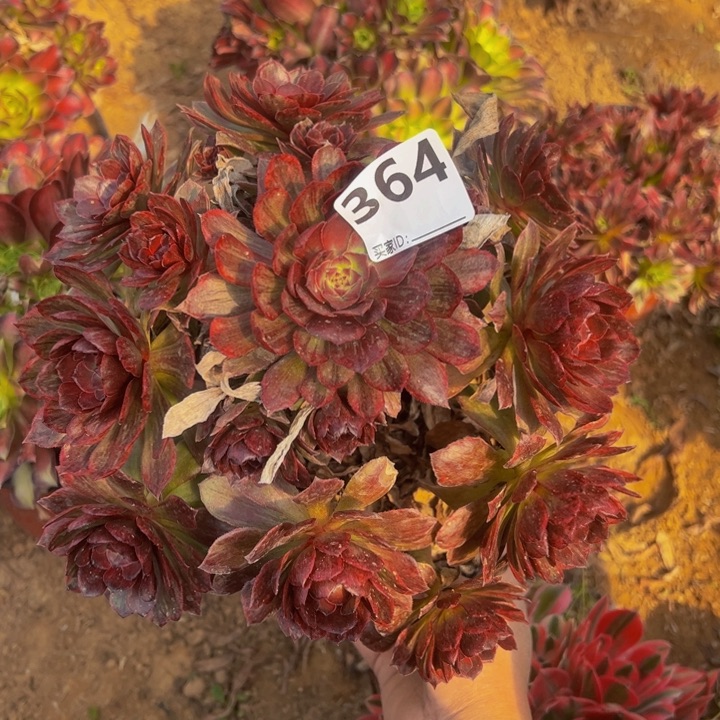 红霞多肉植物364