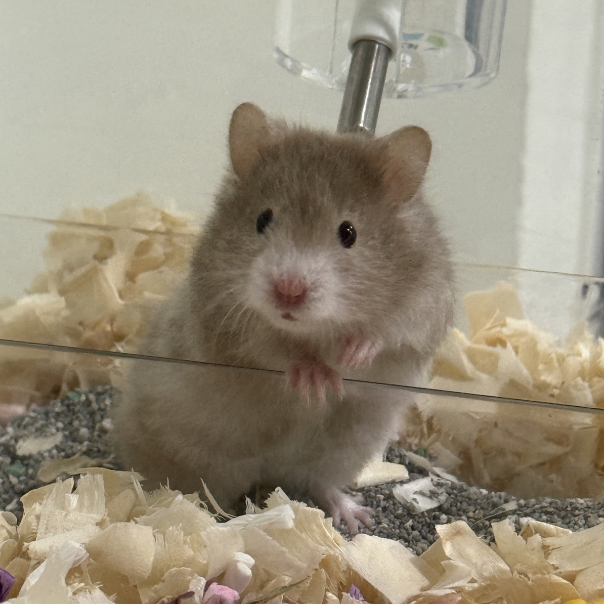 家养波利熊金丝熊藤盒运输健康活泼