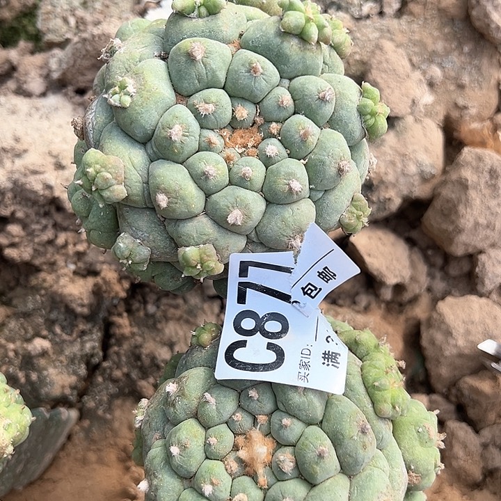 凯877 号仙人球的 xianrenq