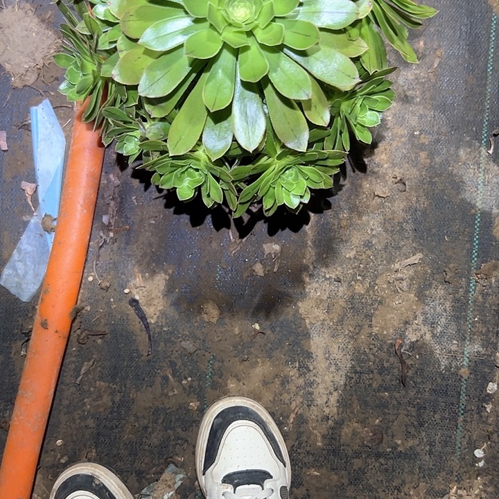 多肉法师植物链接87