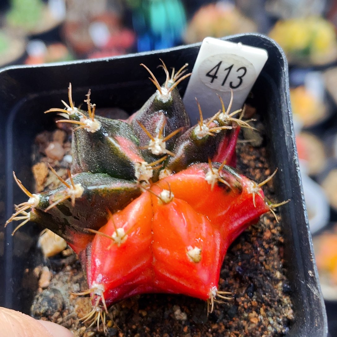 非偏远地区满25包邮仙人球