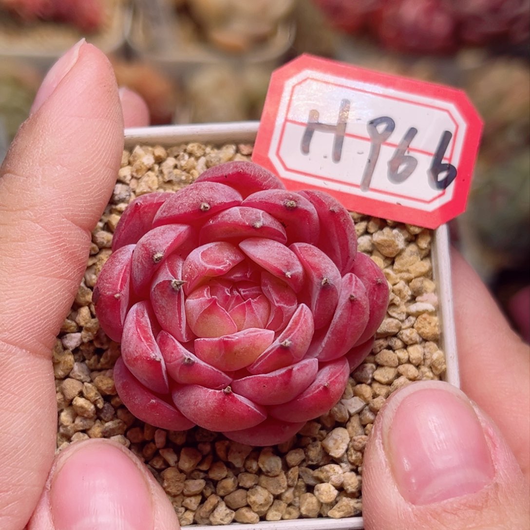 H966 一物一拍 孤品珍妮