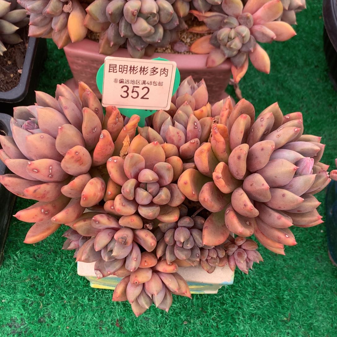 红象牙老桩无砍352