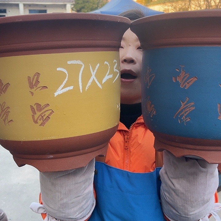 27蓝点菜金钟+27黄金钟点菜