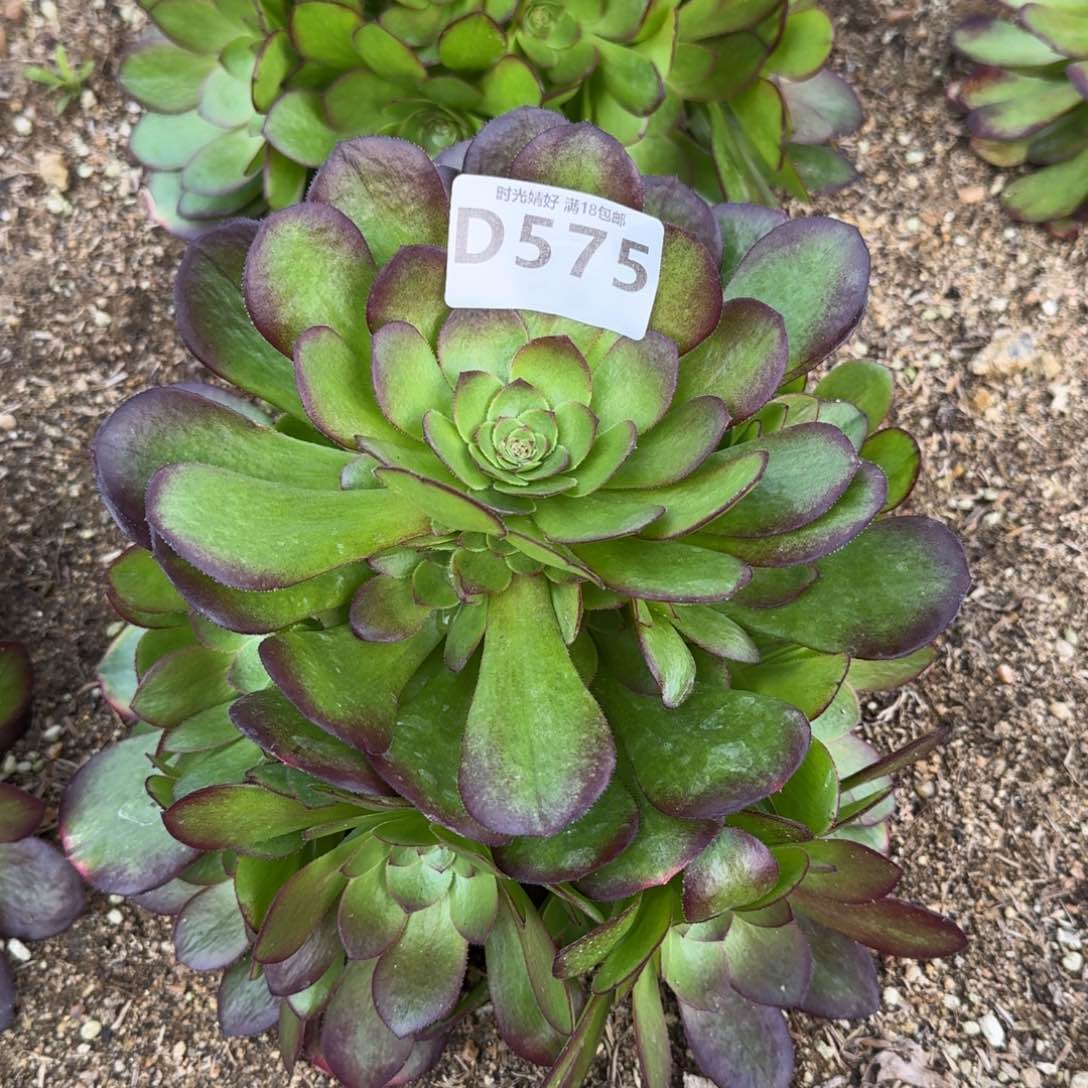 575雨荷多肉植物