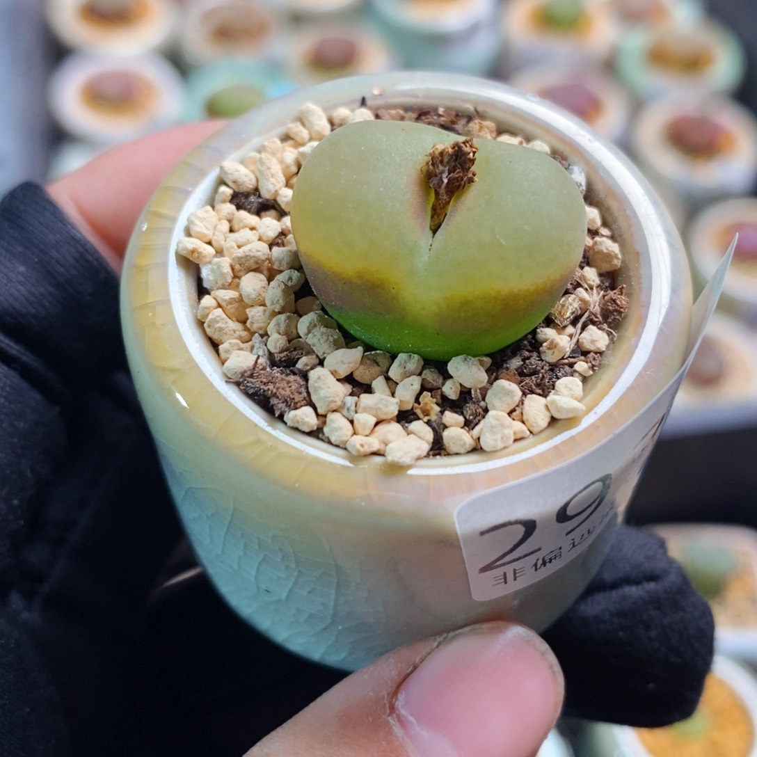 2932-一物一拍 带盆