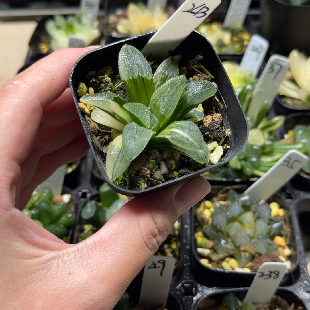 243蓝光磨面寿锦一物一拍