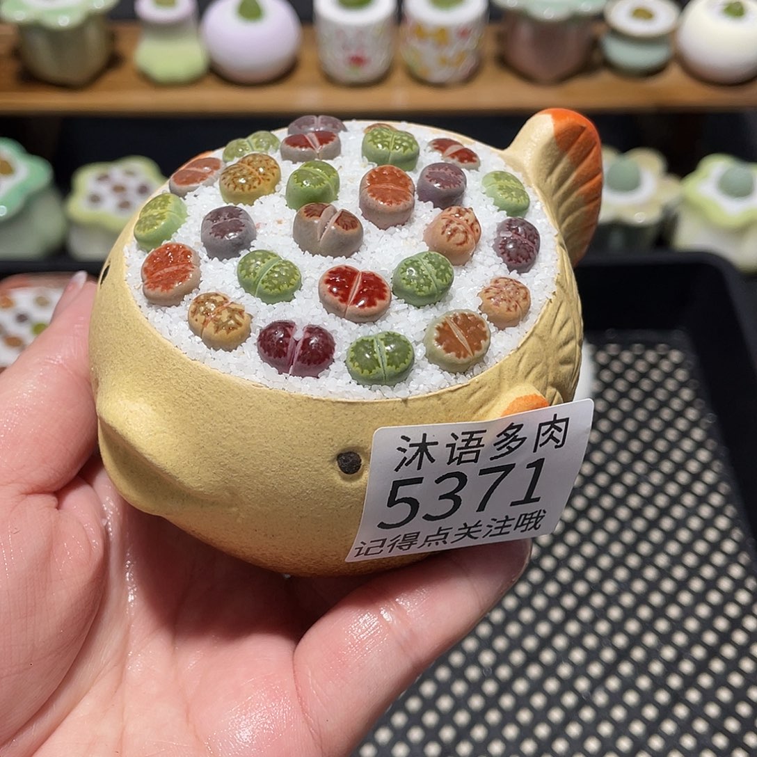 带盆土植物 一物一拍5371