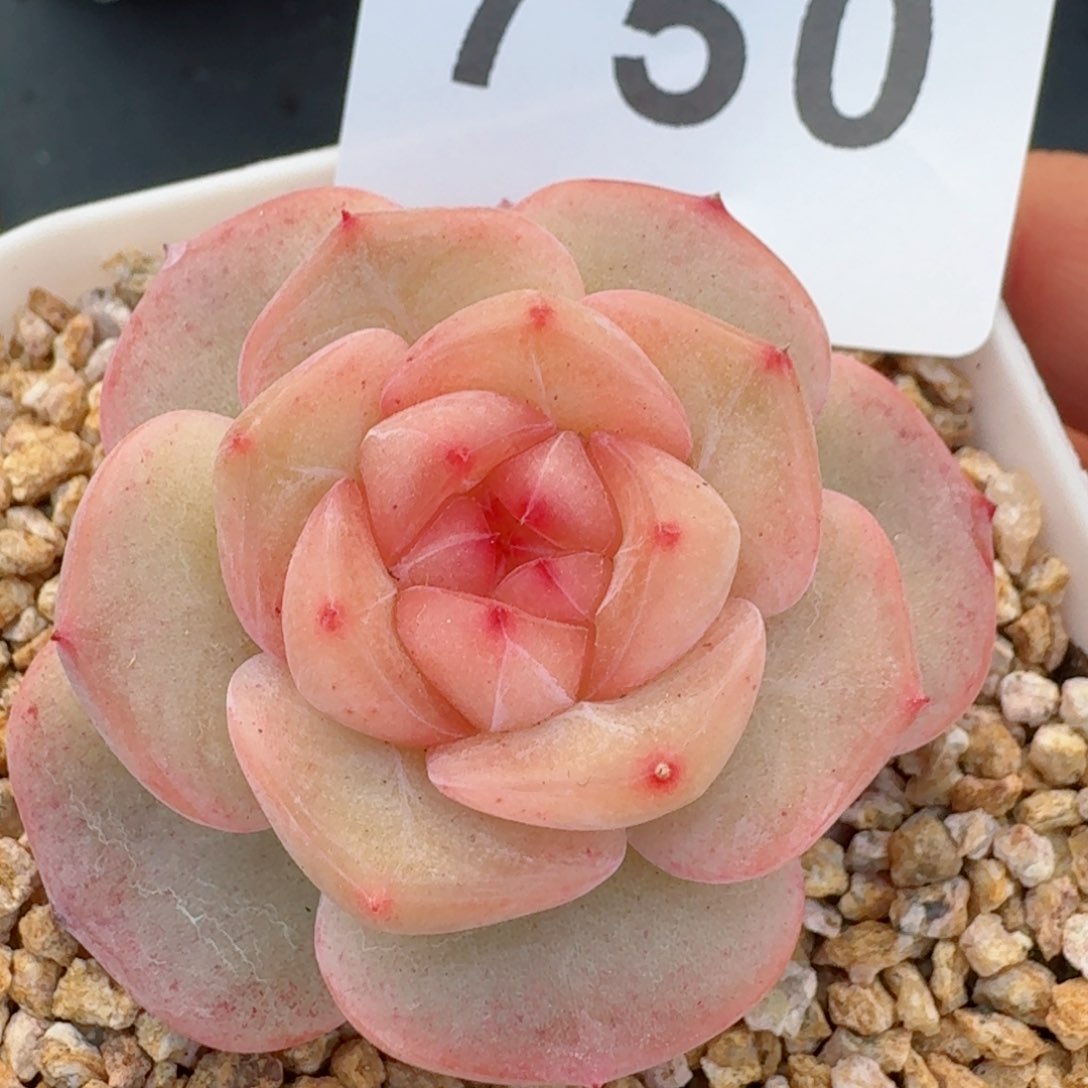 桃花梦珍妮         精品多肉