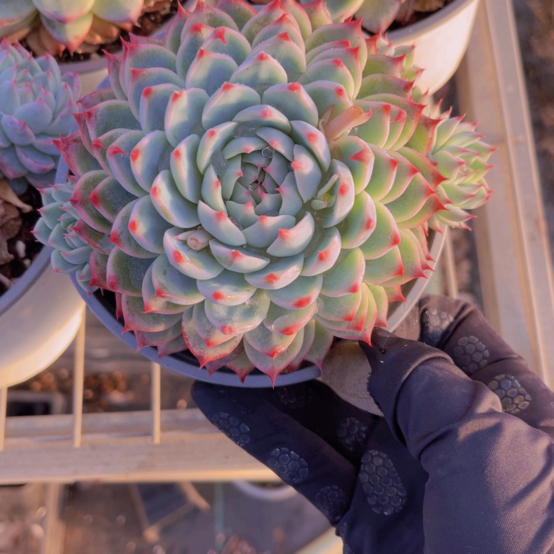 蓉蓉999999999999999