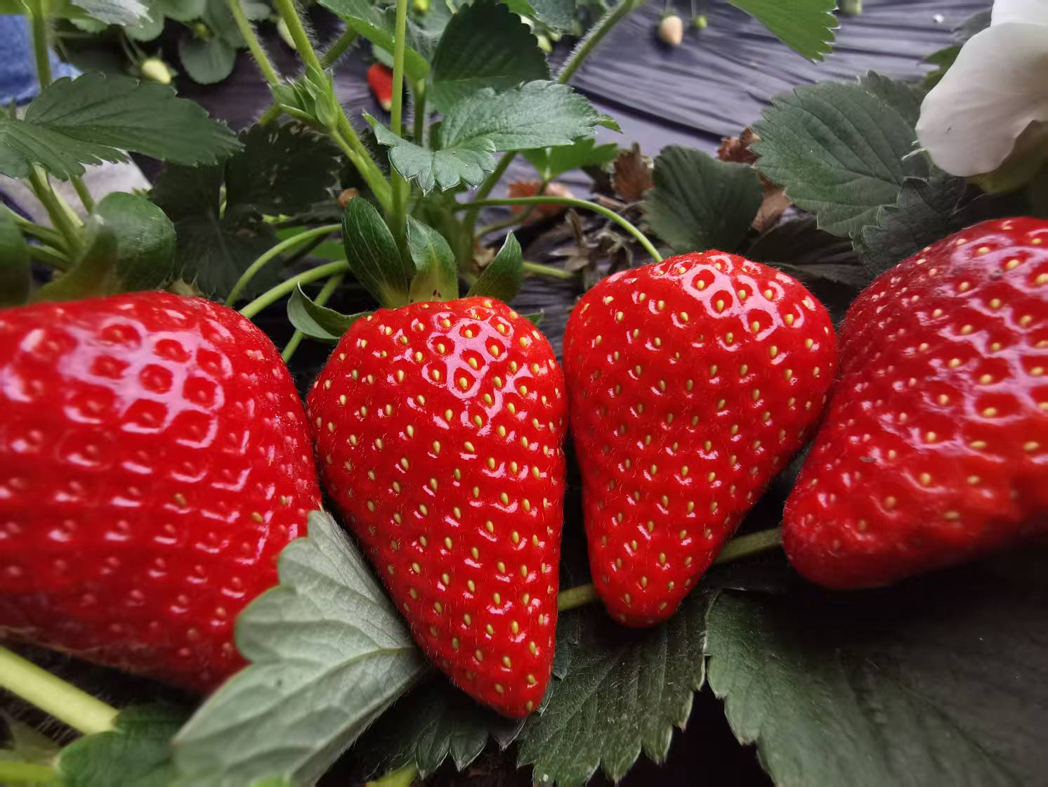 新鲜草莓，自然成熟