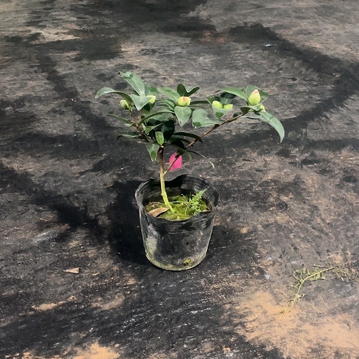 完全开放夏日七心