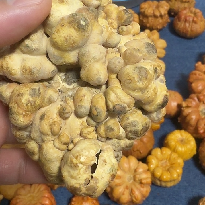 幸***️墨西哥七彩疙瘩葫芦瑕疵不退货