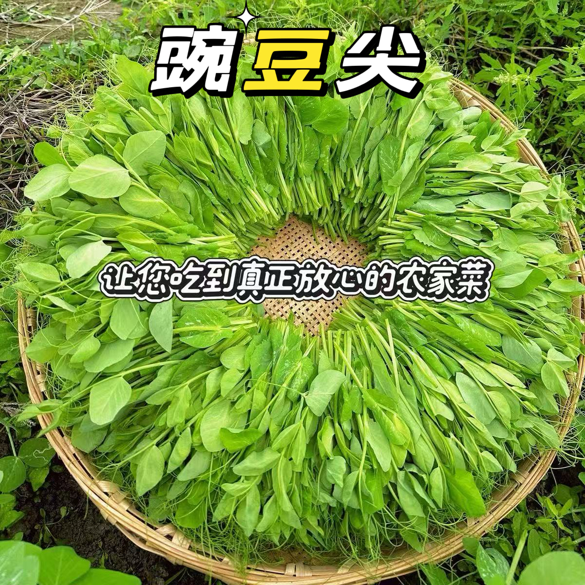 贵州农家露天自种豌豆尖现掐现发。