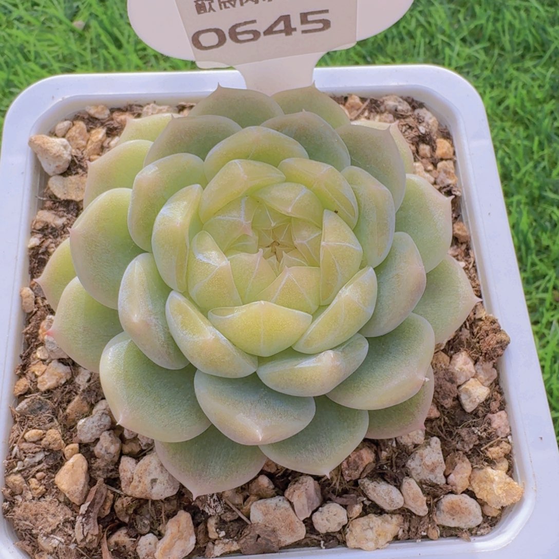 多肉植物泼天系列0645