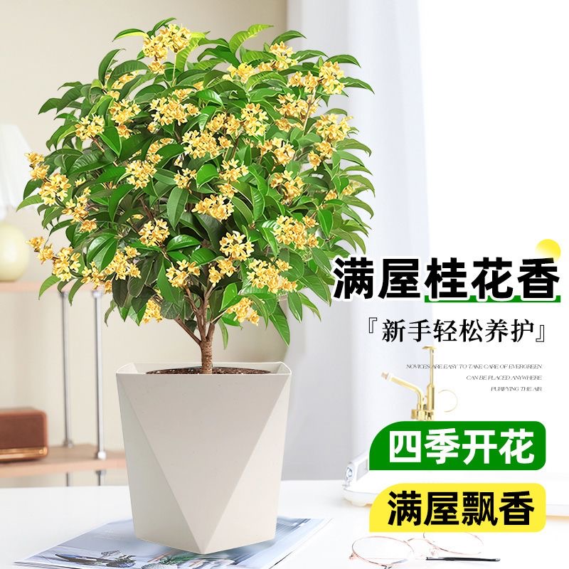 桂花树苗四季桂花盆栽可食用开花不断室内阳台庭院浓香型花卉植物