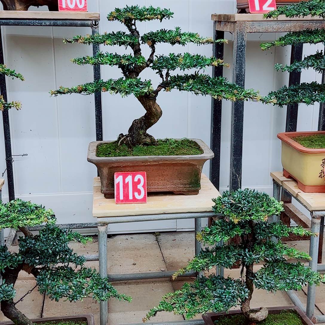 完全开放盆景园林盆景