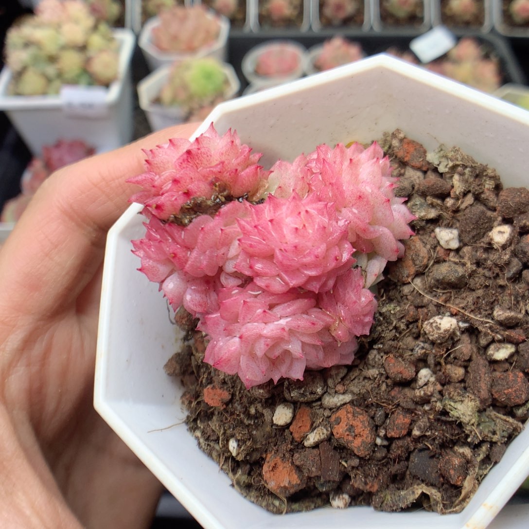 无花朵E56。yyyyyyy