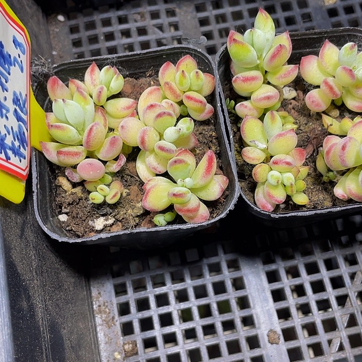 6.5方果冻打磨带盆土发