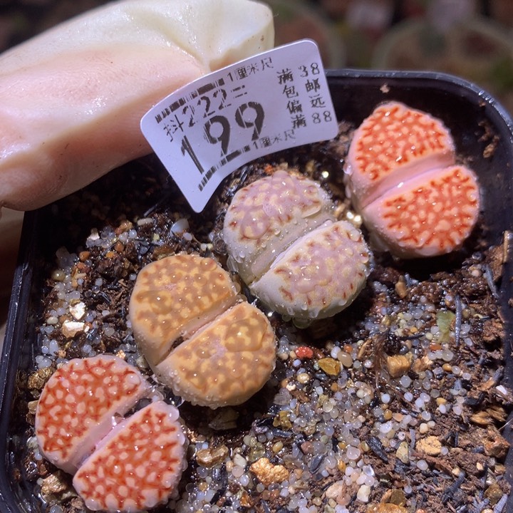 精品生石花222.199