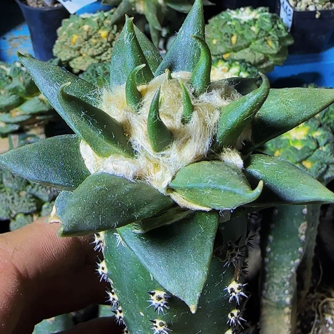 龙牙466仙人球开花