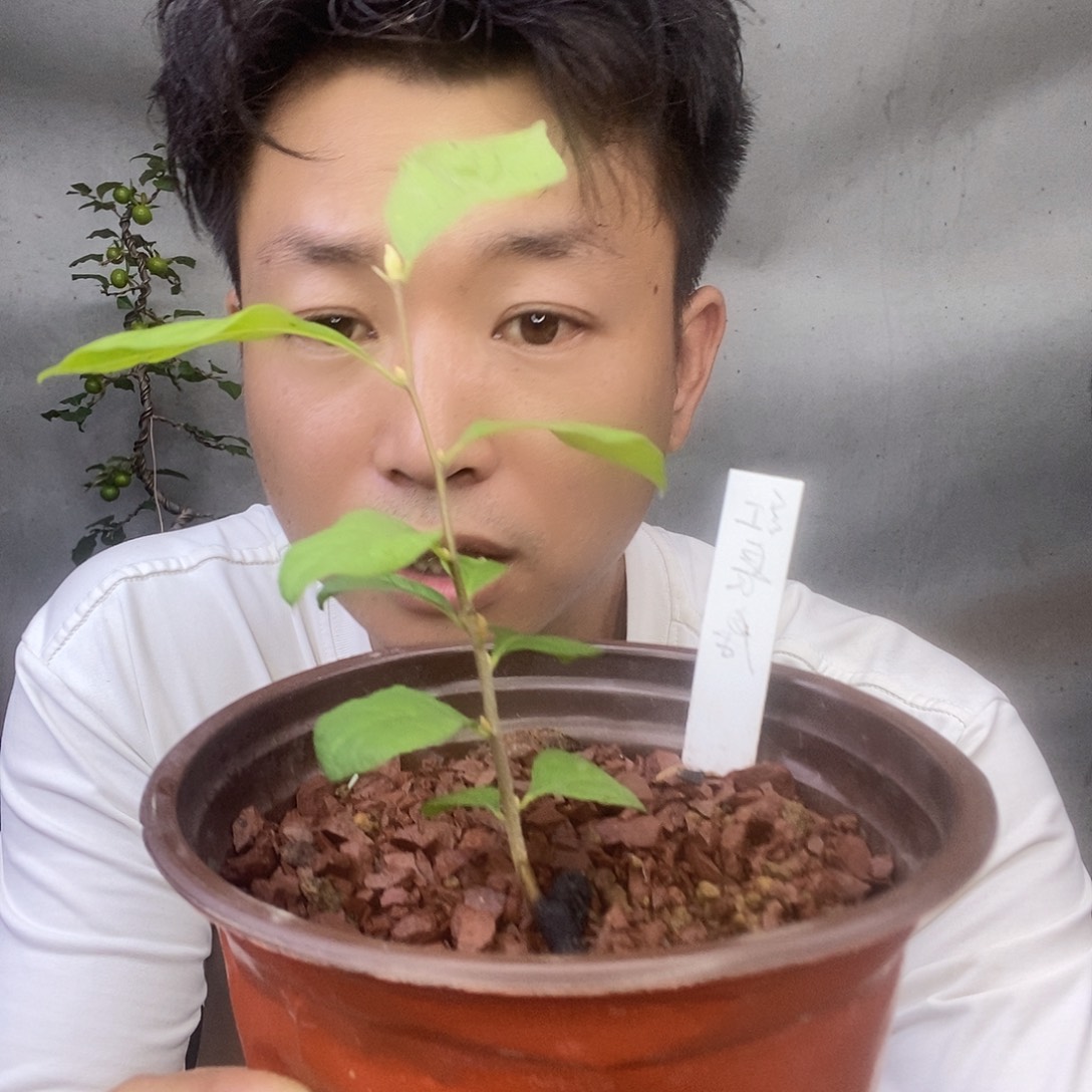 无花朵老鸦柿红长寿