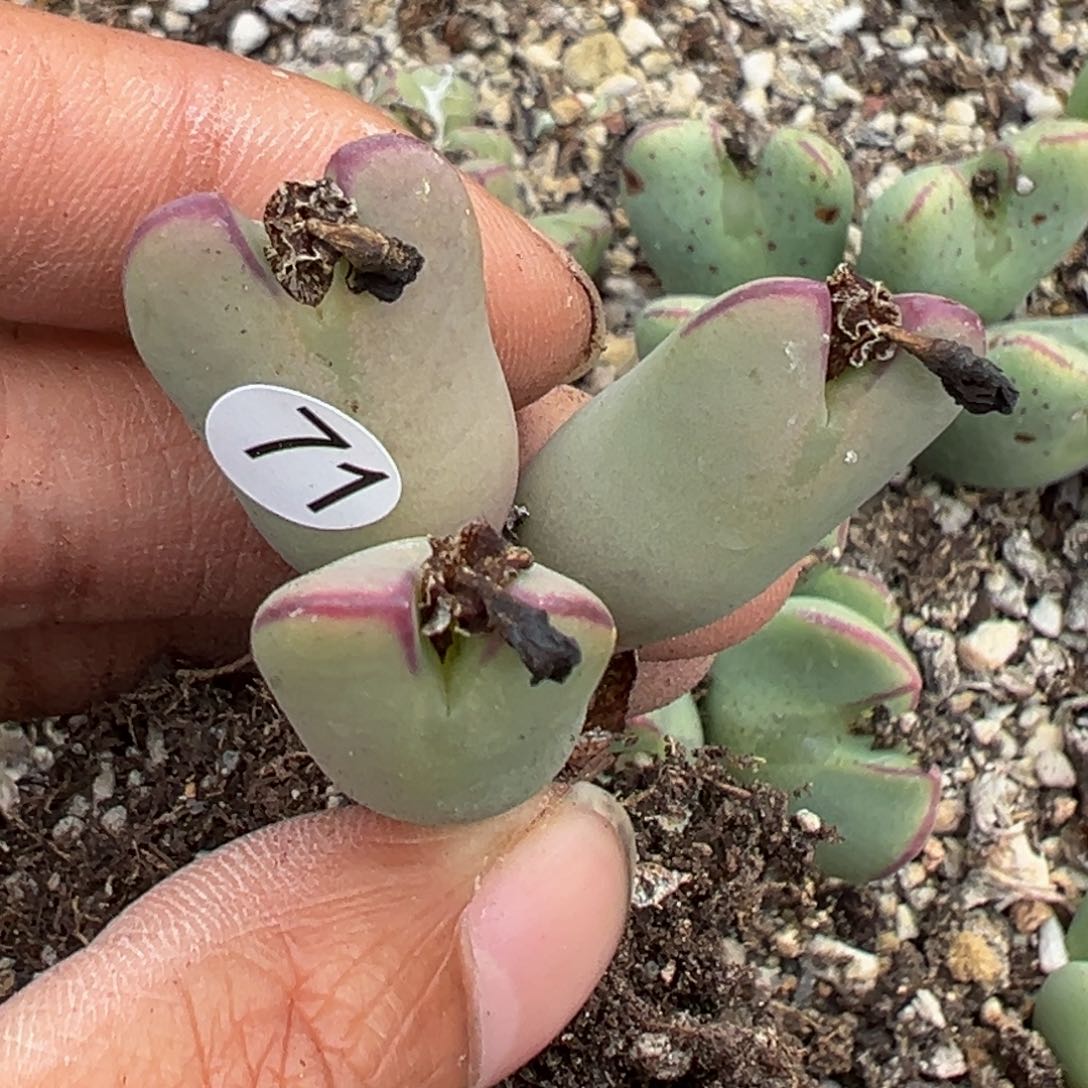 多肉植物111111111111111111